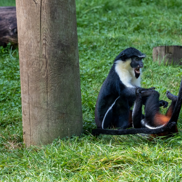 "Diana Monkeys playing" by Neal Smith Photography - £10.00 "Diana Monkeys playing" stock image