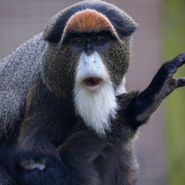 "De Brazza's Monkey" by Neal Smith Photography - £10.00 "De Brazza's Monkey" stock image