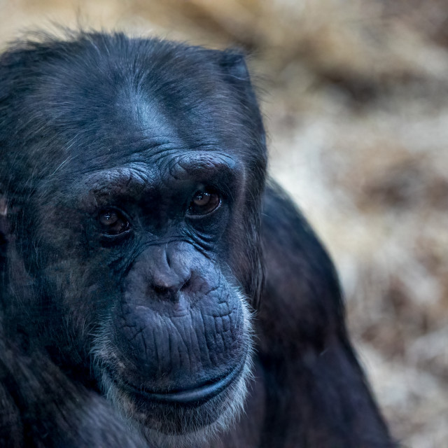 "Chimp Portrait" by Neal Smith Photography - £10.00 "Chimp Portrait" stock image