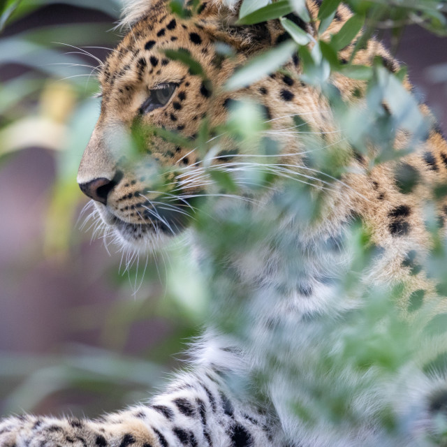 "Amur Leopard" by Neal Smith Photography - £10.00 "Amur Leopard" stock image