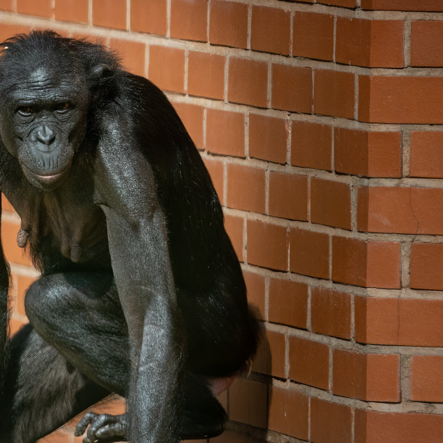 "Chimpanzee" by Neal Smith Photography - £10.00 "Chimpanzee" stock image