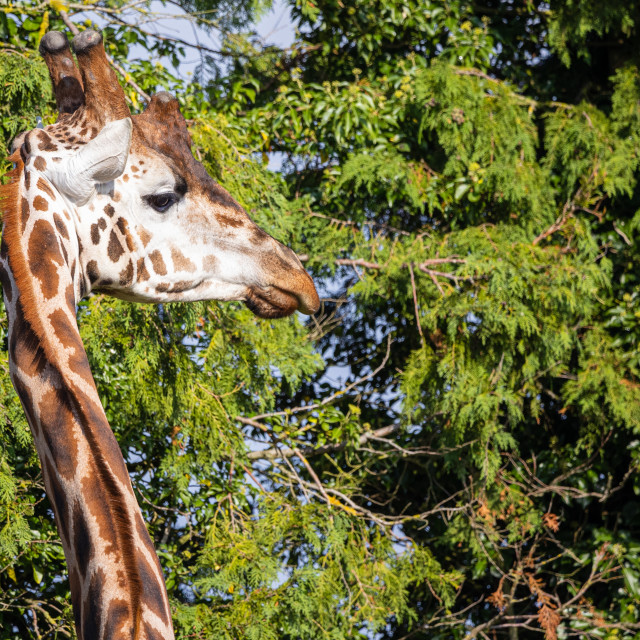 "Giraffe" by Neal Smith Photography - £10.00 "Giraffe" stock image