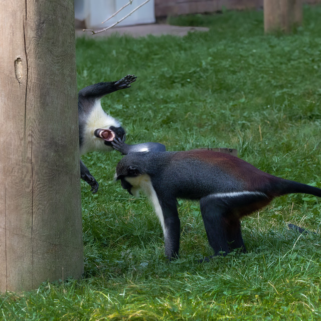 "Boo!" by Neal Smith Photography - £10.00 "Boo!" stock image