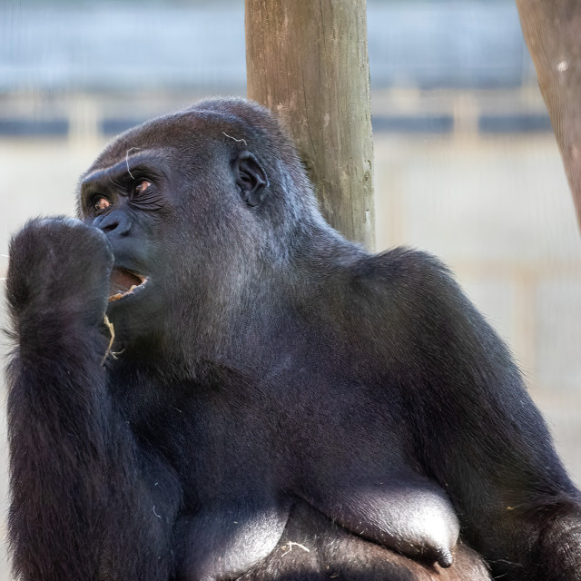 "A female western lowland gorilla eats her lunch" by Neal Smith Photography - £10.00 "A female western lowland gorilla eats her lunch" stock image