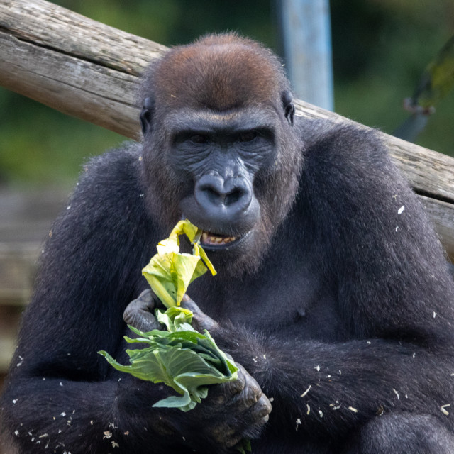 "A portrait of a male western lowland gorilla" by Neal Smith Photography - £10.00 "A portrait of a male western lowland gorilla" stock image
