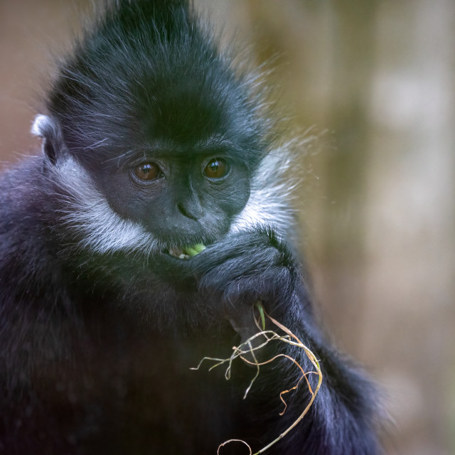"Francois Langur" by Neal Smith Photography - £10.00 "Francois Langur" stock image