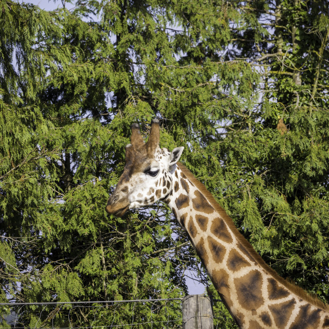"Giraffe" by Neal Smith Photography - £10.00 "Giraffe" stock image