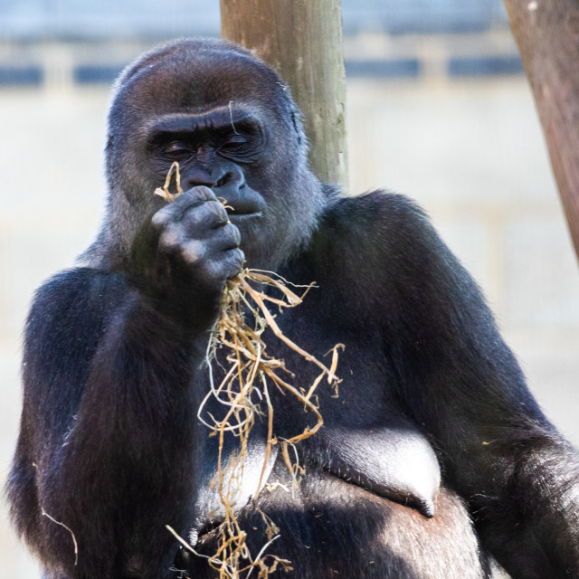 "Western Lowland Gorilla (female)" by Neal Smith Photography - £10.00 "Western Lowland Gorilla (female)" stock image