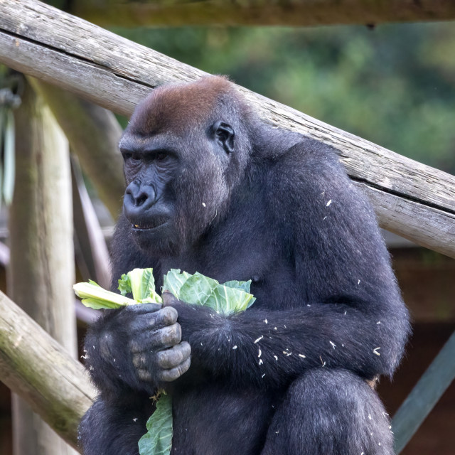 "A male western lowland gorilla" by Neal Smith Photography - £10.00 "A male western lowland gorilla" stock image