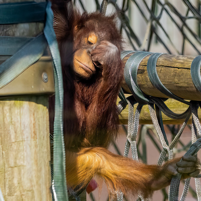 "Tired Orang-Utan" by Neal Smith Photography - £10.00 "Tired Orang-Utan" stock image