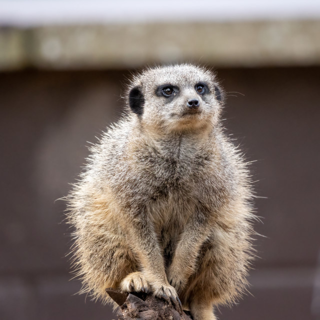 "Meerkat" by Neal Smith Photography - £10.00 "Meerkat" stock image