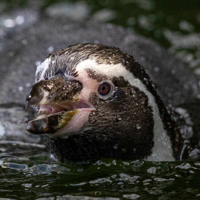 "Humboldt Penguin Portrait" by Neal Smith Photography - £10.00 "Humboldt Penguin Portrait" stock image