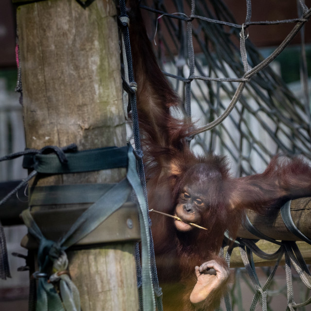 "Orang-Utan" by Neal Smith Photography - £10.00 "Orang-Utan" stock image
