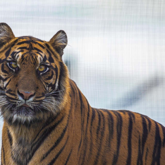 "Sumatran TIger" by Neal Smith Photography - £10.00 "Sumatran TIger" stock image