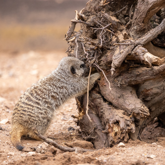 "I know it was in here" by Neal Smith Photography - £10.00 "I know it was in here" stock image