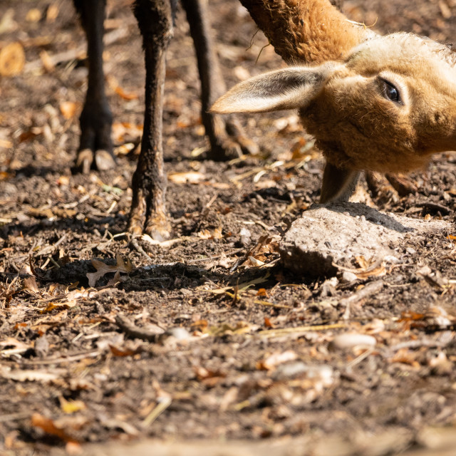 "Vicuna" by Neal Smith Photography - £10.00 "Vicuna" stock image