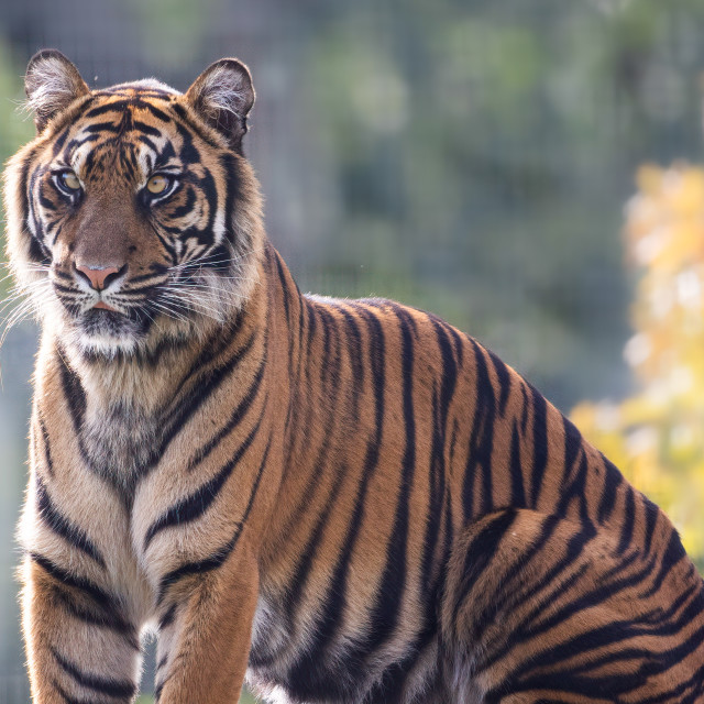 "Sumatran Tiger Portrait" by Neal Smith Photography - £10.00 "Sumatran Tiger Portrait" stock image
