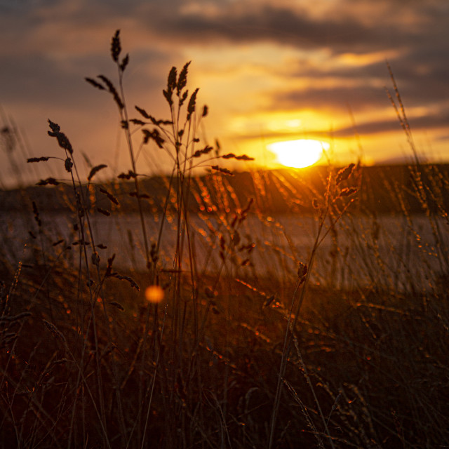 "Blades of Grass at Sunrise, Ardullie, Scottish Highlands" by John McGowan - £5.00 "Blades of Grass at Sunrise, Ardullie, Scottish Highlands" stock image