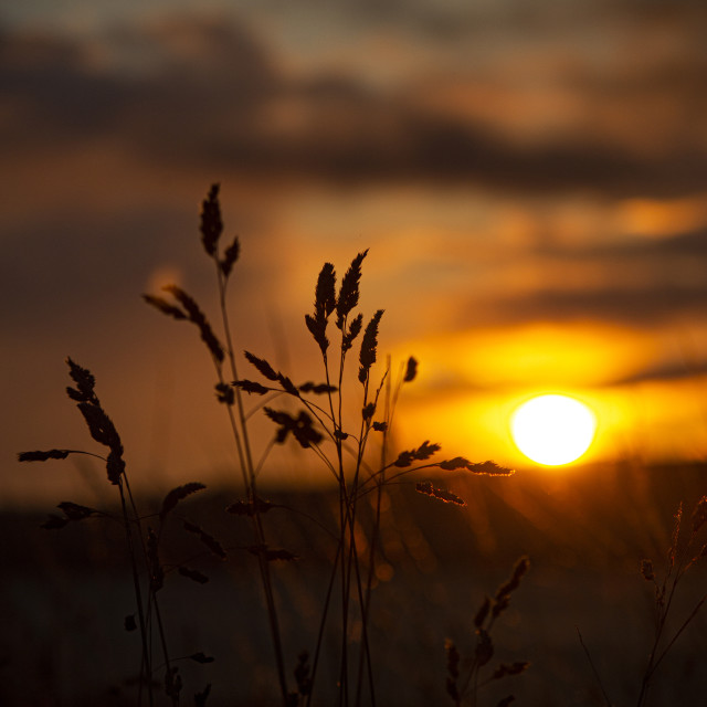 "Blades of Grass at Sunrise, Ardullie, Scottish Highlands" by John McGowan - £5.00 "Blades of Grass at Sunrise, Ardullie, Scottish Highlands" stock image