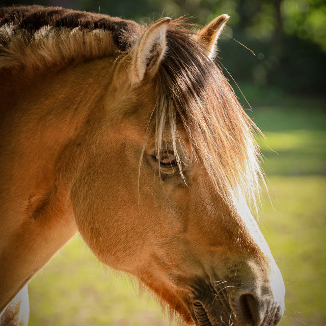"Lovely horsey" stock image