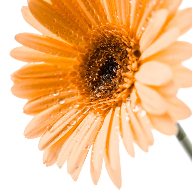 "Muted Happiness" by Mark Fox - £21.00 "Muted Happiness" stock image