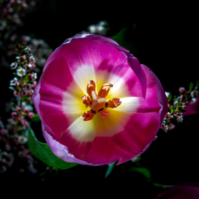 "A Bright Hope" by Mark Fox - £21.00 "A Bright Hope" stock image