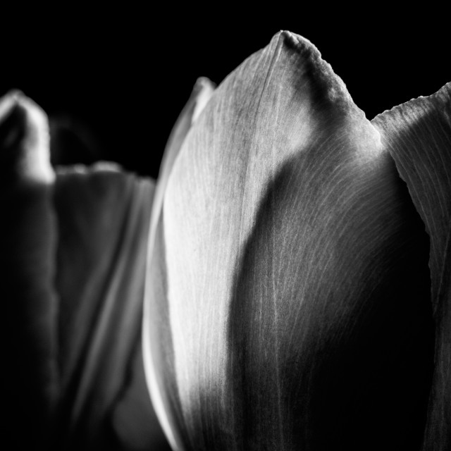 "A Portrait of a Flower" by Mark Fox - £21.00 "A Portrait of a Flower" stock image