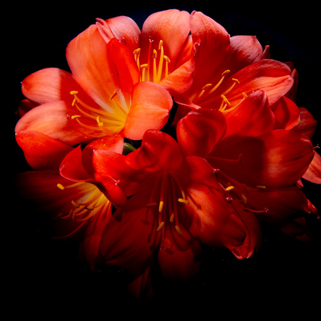 "Clivia in Bloom" by Mark Fox - £21.00 "Clivia in Bloom" stock image