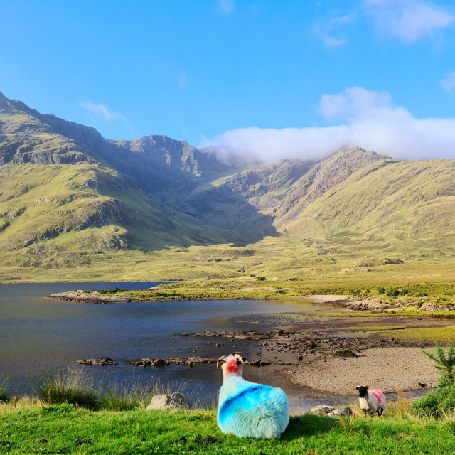 "Ewe's view!" stock image