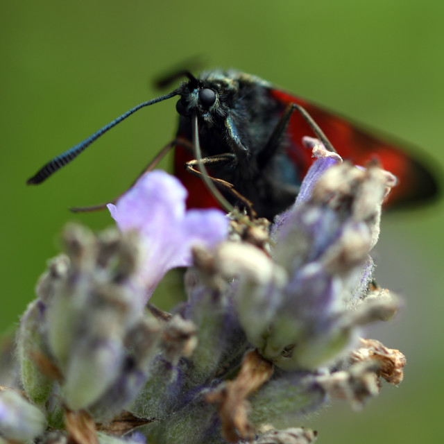 "Six Spot Burnet # 2" stock image