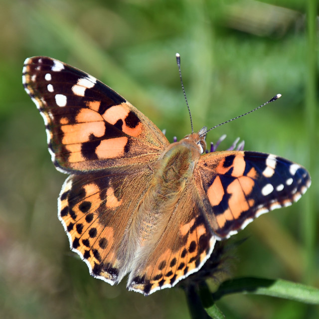 "Painted Lady # 9" by Len Howell - $18.96 "Painted Lady # 9" stock image