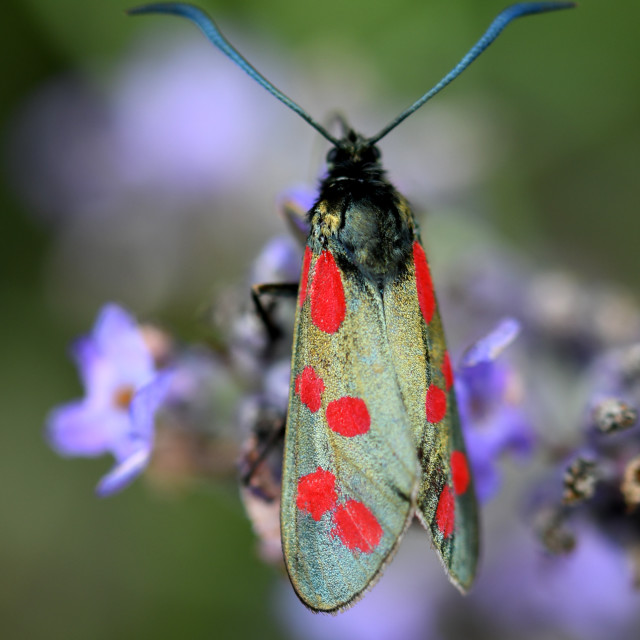 "Six Spot Burnet # 3" stock image