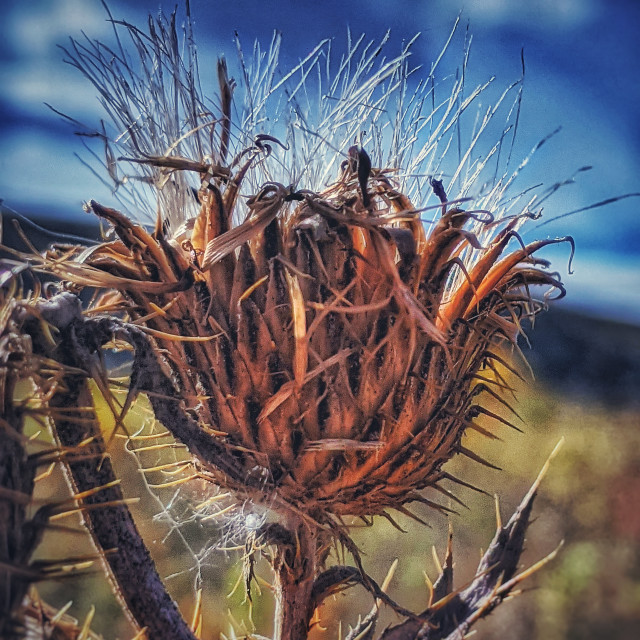 "Fall spook flower" by MLLL Photography - $11.41 "Fall spook flower" stock image