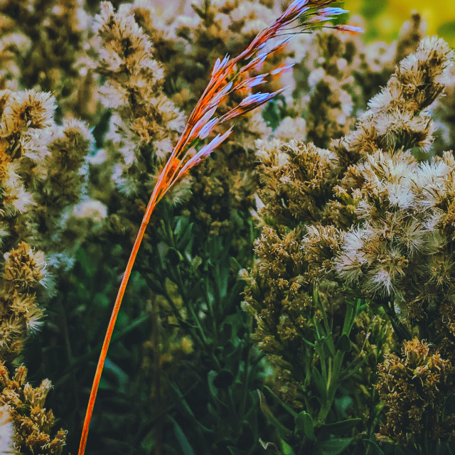 "Grass in poofs" by MLLL Photography - $7.61 "Grass in poofs" stock image
