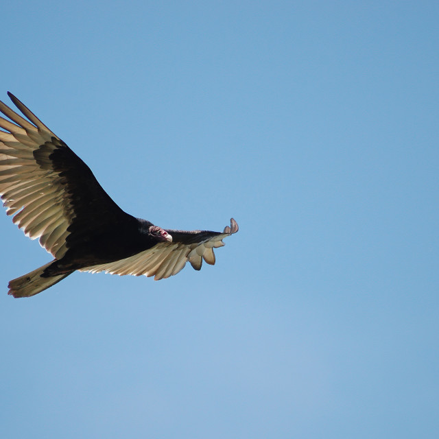 "Turkey Vulture" stock image