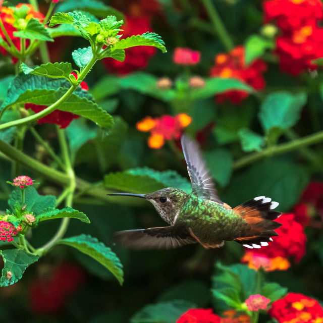 "Hummingbird fly by" stock image