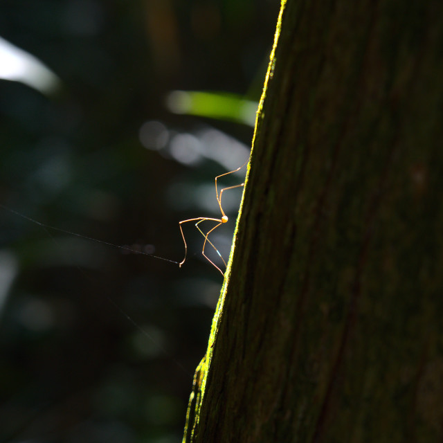 "Itsy Bitsy Spider" stock image