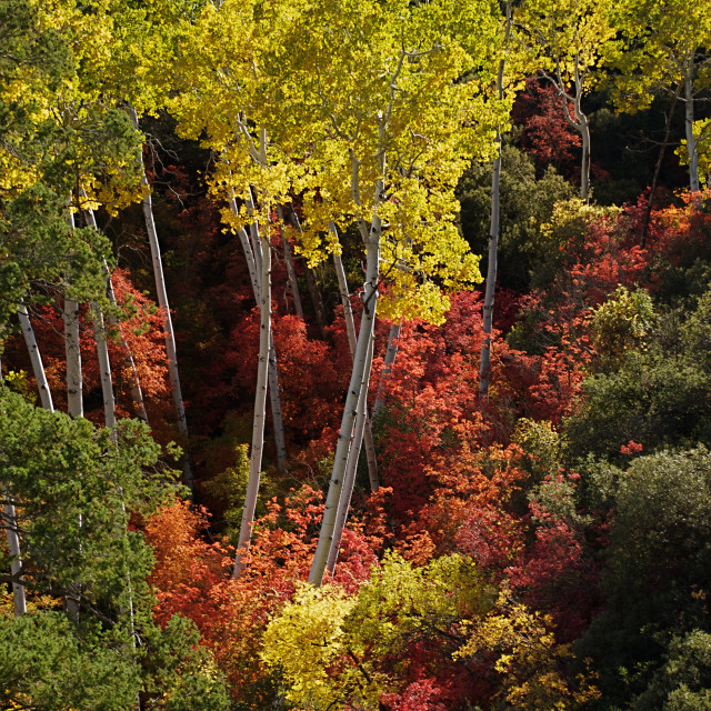 "Ash Creek Cottonwoods" stock image