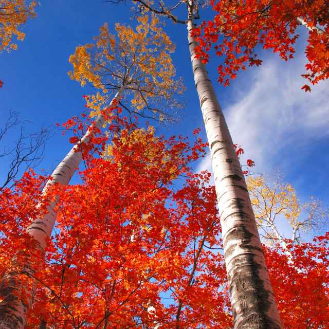 "Towering Cottonwood" stock image