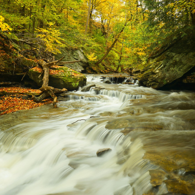 "Brandywine Gold" stock image