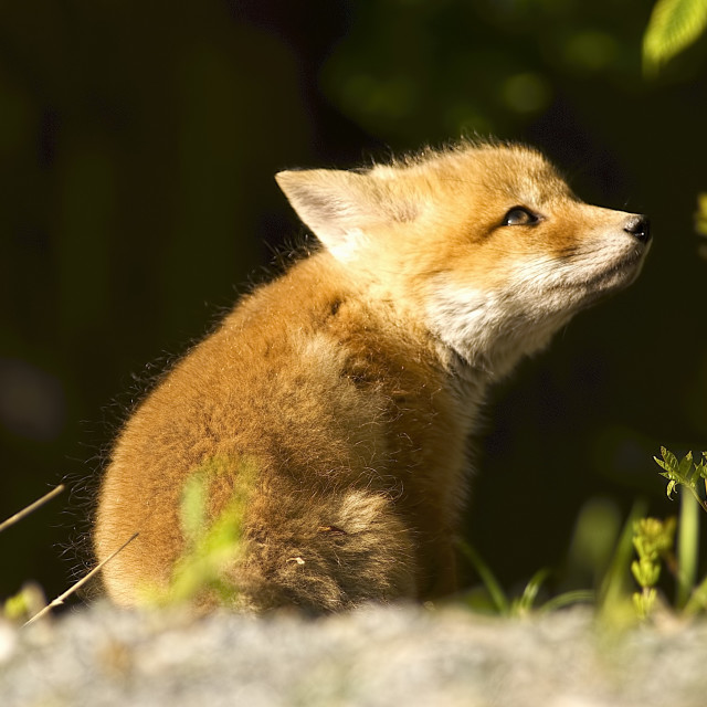 "Scolded Baby Fox" stock image