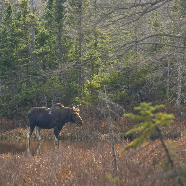 "Lonesome Lake Moose" stock image