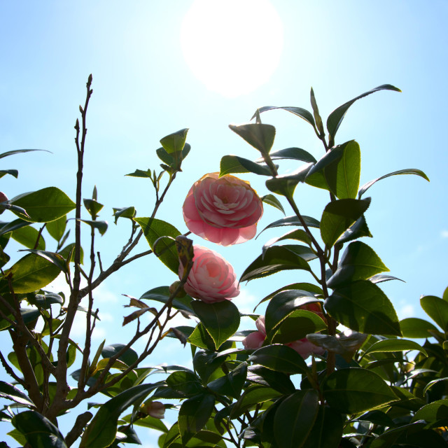 "Backlit Camellia" stock image