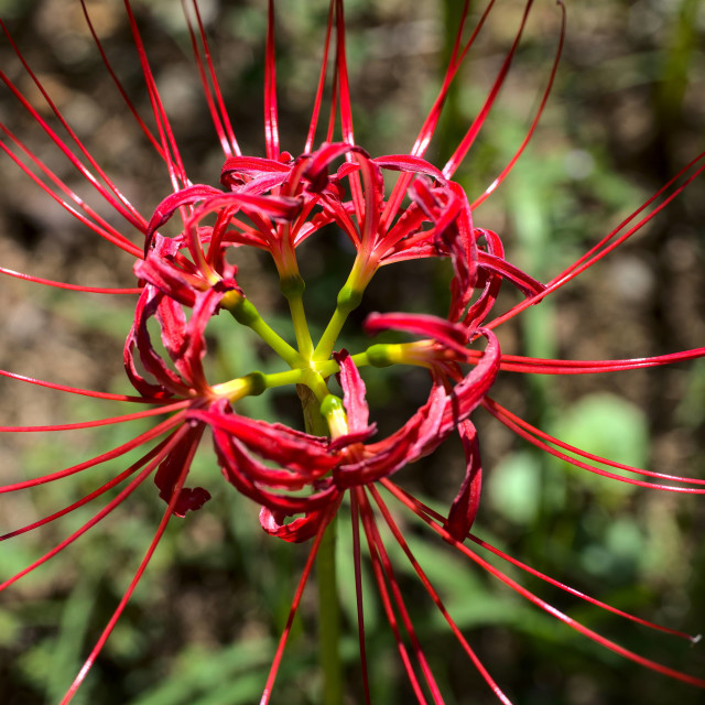 "Spider Lily Crown" stock image