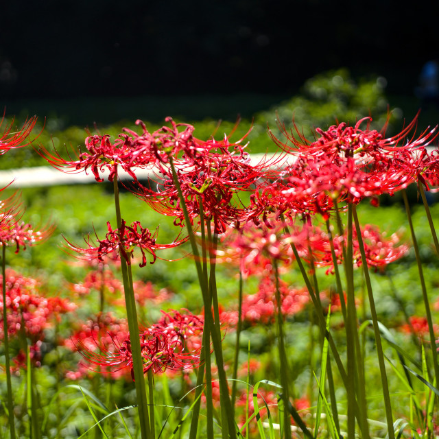 "Spider Lily Cluster" by Blue Magister - $30.60 "Spider Lily Cluster" stock image