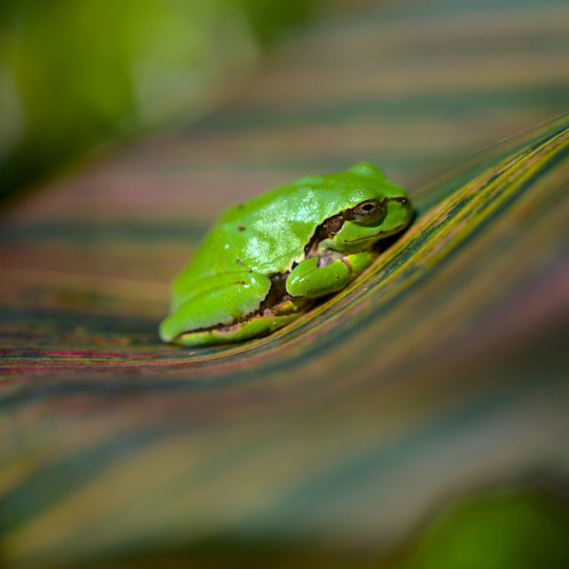 "Tiny Frog" by Blue Magister - $97.91 "Tiny Frog" stock image