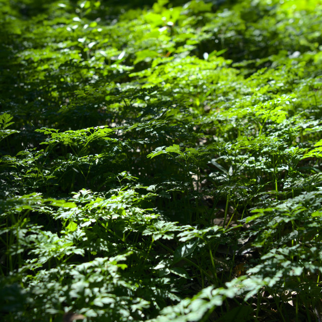 "Forest Carpet" stock image