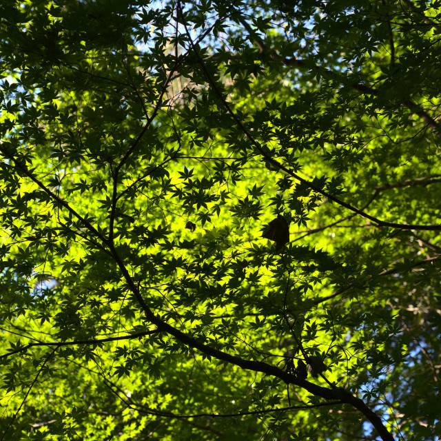 "Maple Skies" stock image