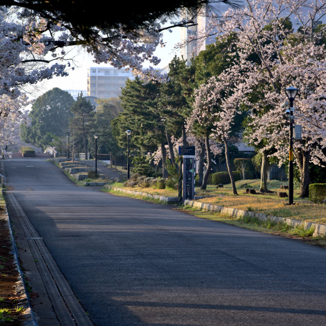 "Cherry Blossoms" by Blue Magister - $61.20 "Cherry Blossoms" stock image