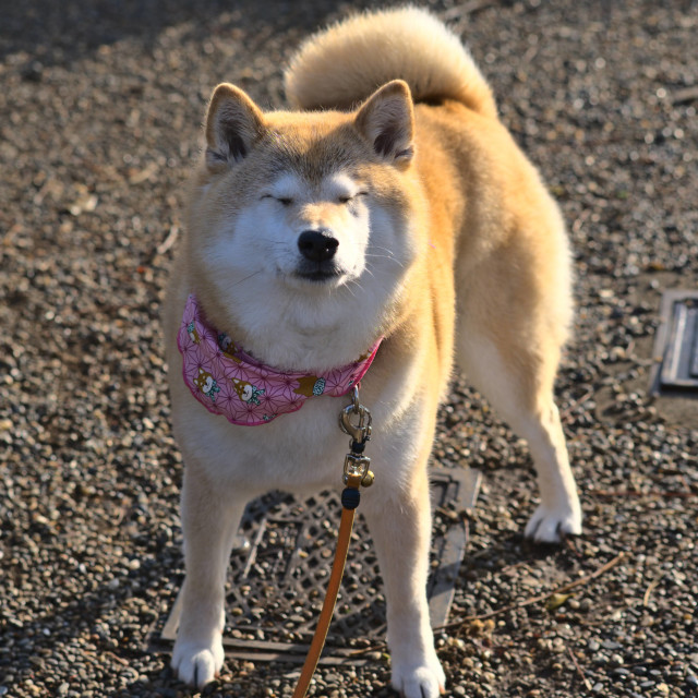 "Shiba Walk #1" stock image